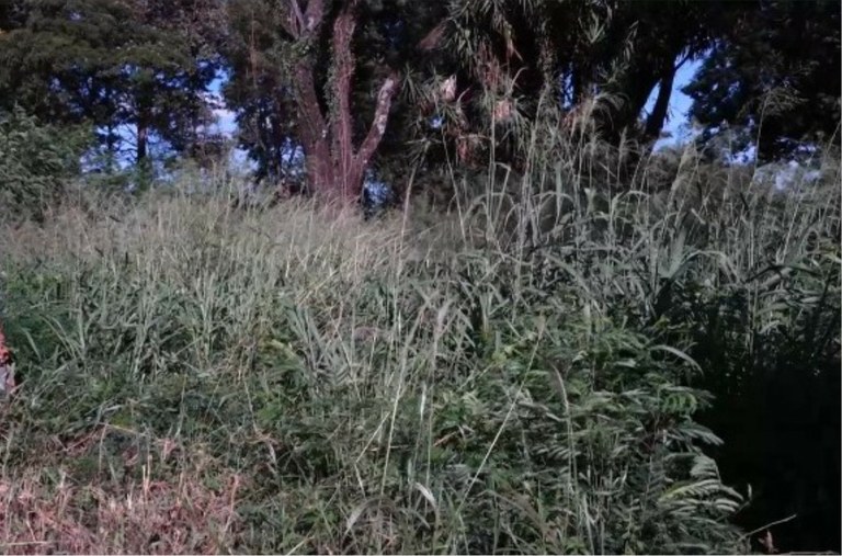Vereadores cobram roçada e limpeza em massa; serviços básicos viram pauta da Câmara